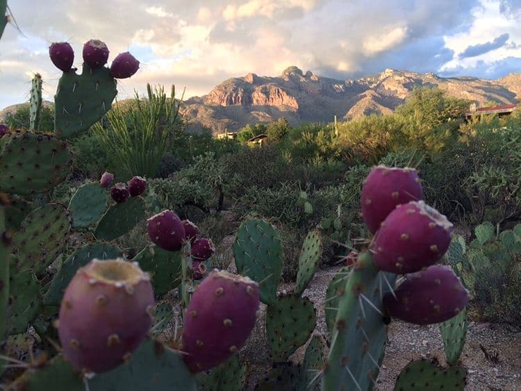 Catalina Foothills Mountains Flowers Nature, Tucson AZ