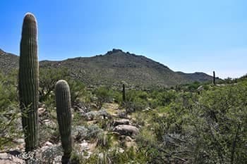 Marana Lot for Sale in Canyon Pass