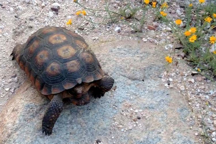 Desert Tortoise in Catalina State Park near Sun City Oro Valley