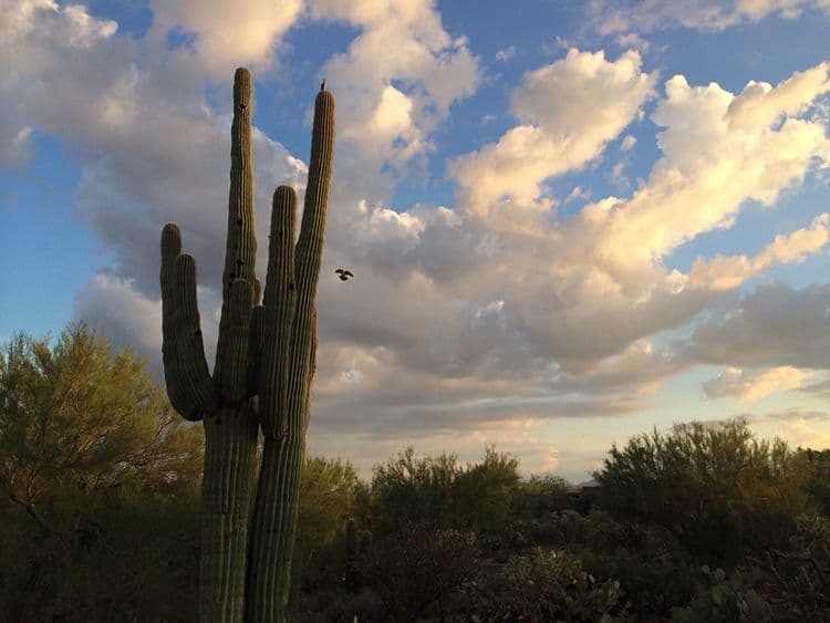 Catalina Foothills Cactus and Hawk, Tucson AZ