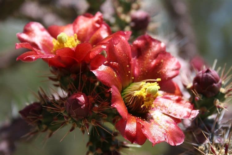 Tohono Chul Botanical Gardens Botanical Gardens Red Flower, Tucson AZ